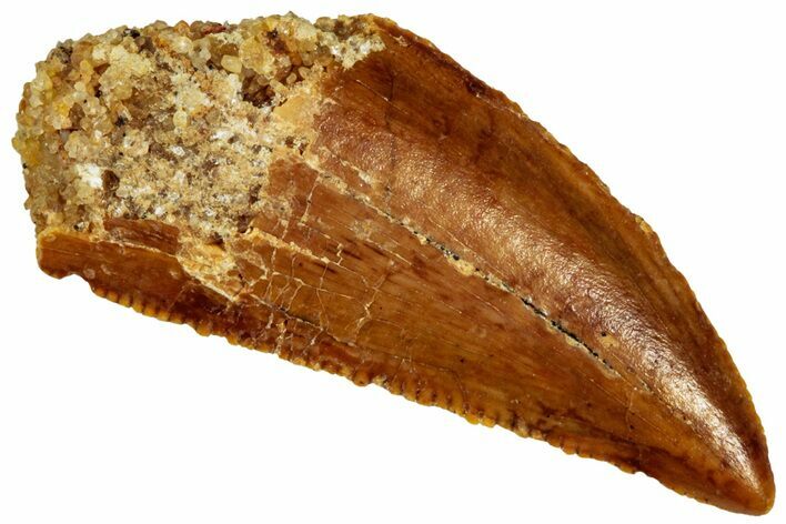 Serrated Raptor Tooth - Real Dinosaur Tooth #299674